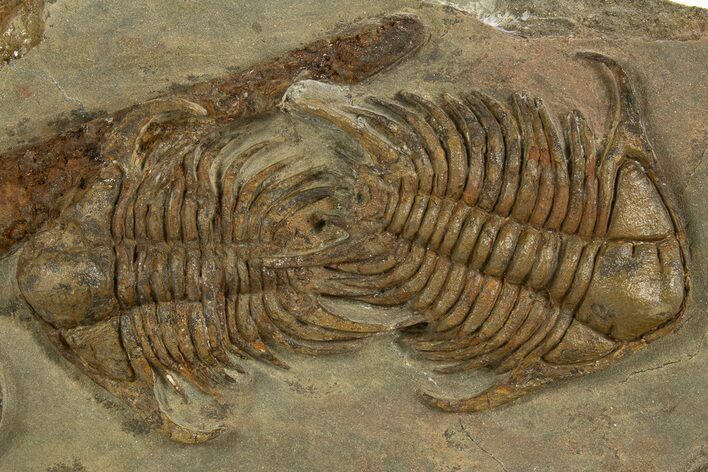 Two Foulonia Trilobites with a Cephalopod - Fezouata Formation #328566